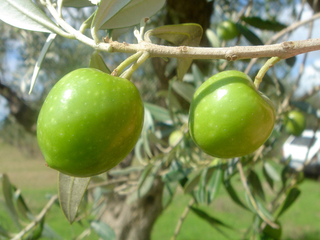 Olio Nocellara del Belice DOP: l’eccellenza siciliana che nasce dalla terra